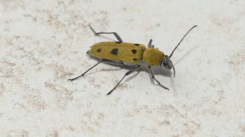 Chlorophorus glabromaculatus